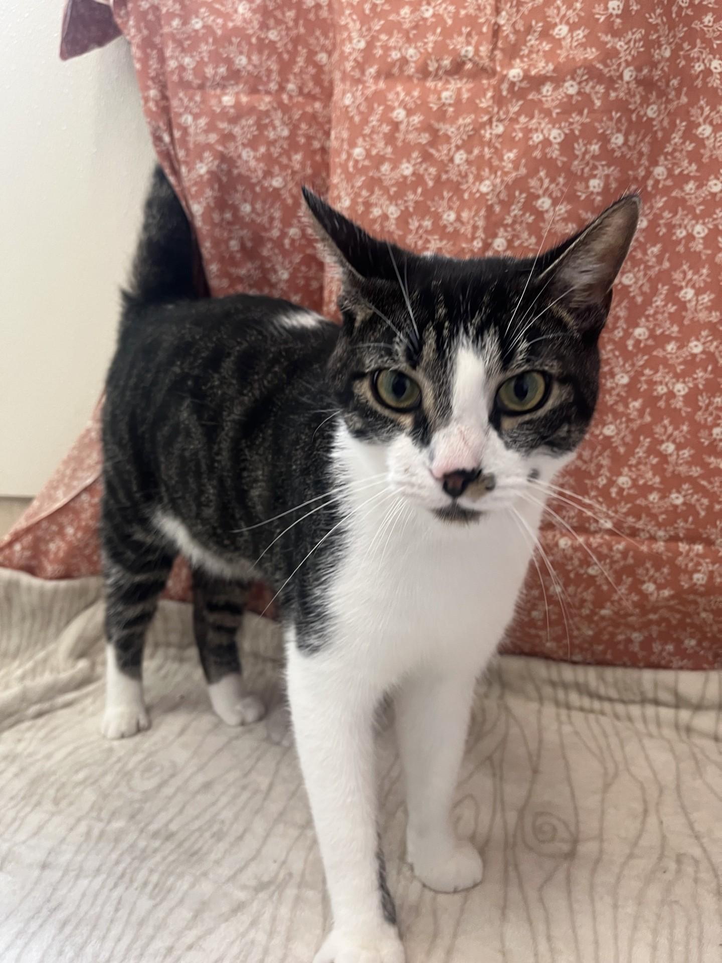 Enlarge Jinx, an adoptable mixed breed in Upper Sandusky, OH image 2/5