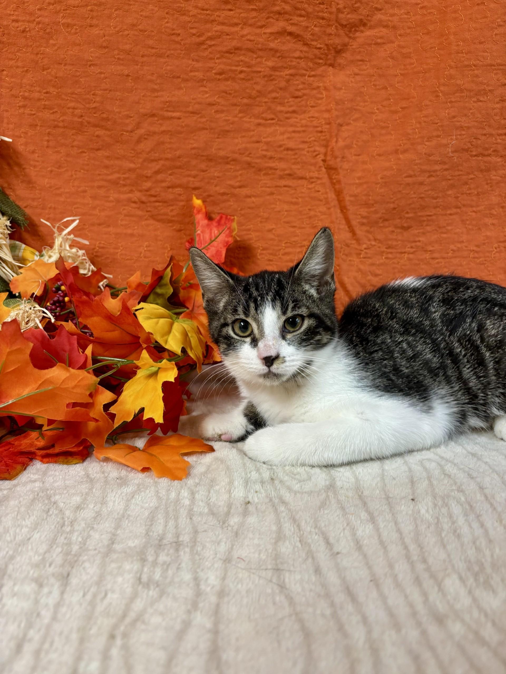 Jinx, a Adoptable mixed breed in Upper Sandusky, OH image 4/4