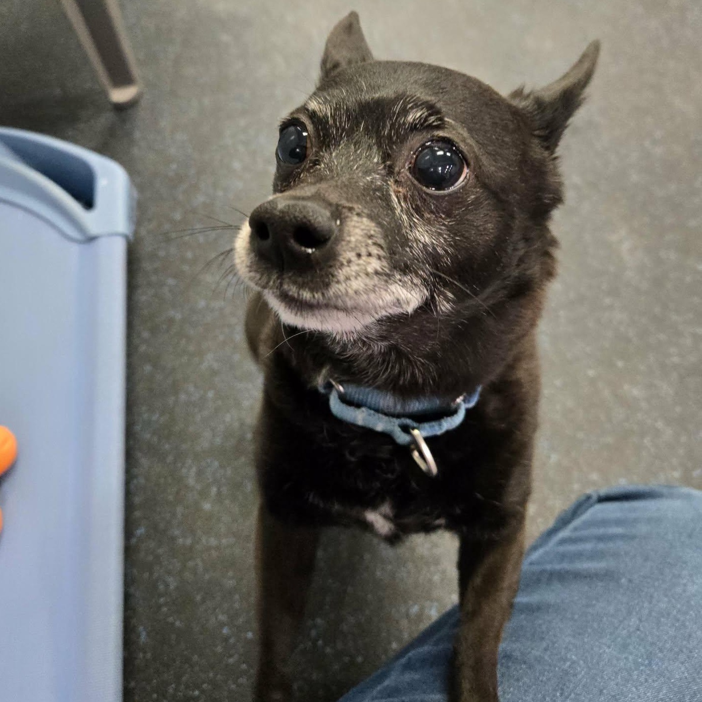 Kylow, ADOPTABLE, Adult Male Chihuahua.