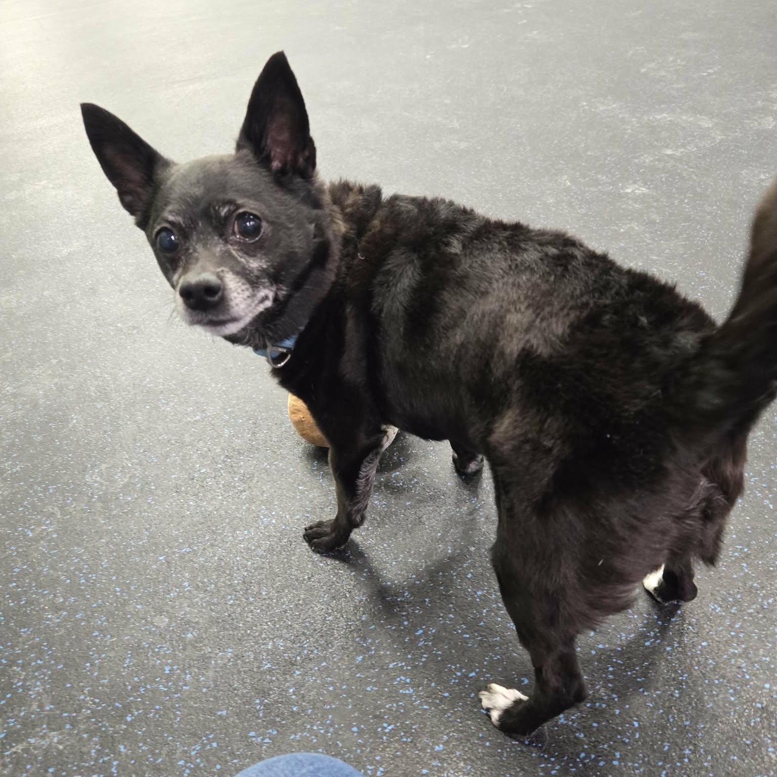 Enlarge Kylow, a ADOPTABLE Chihuahua in Watertown, WI image 2/5