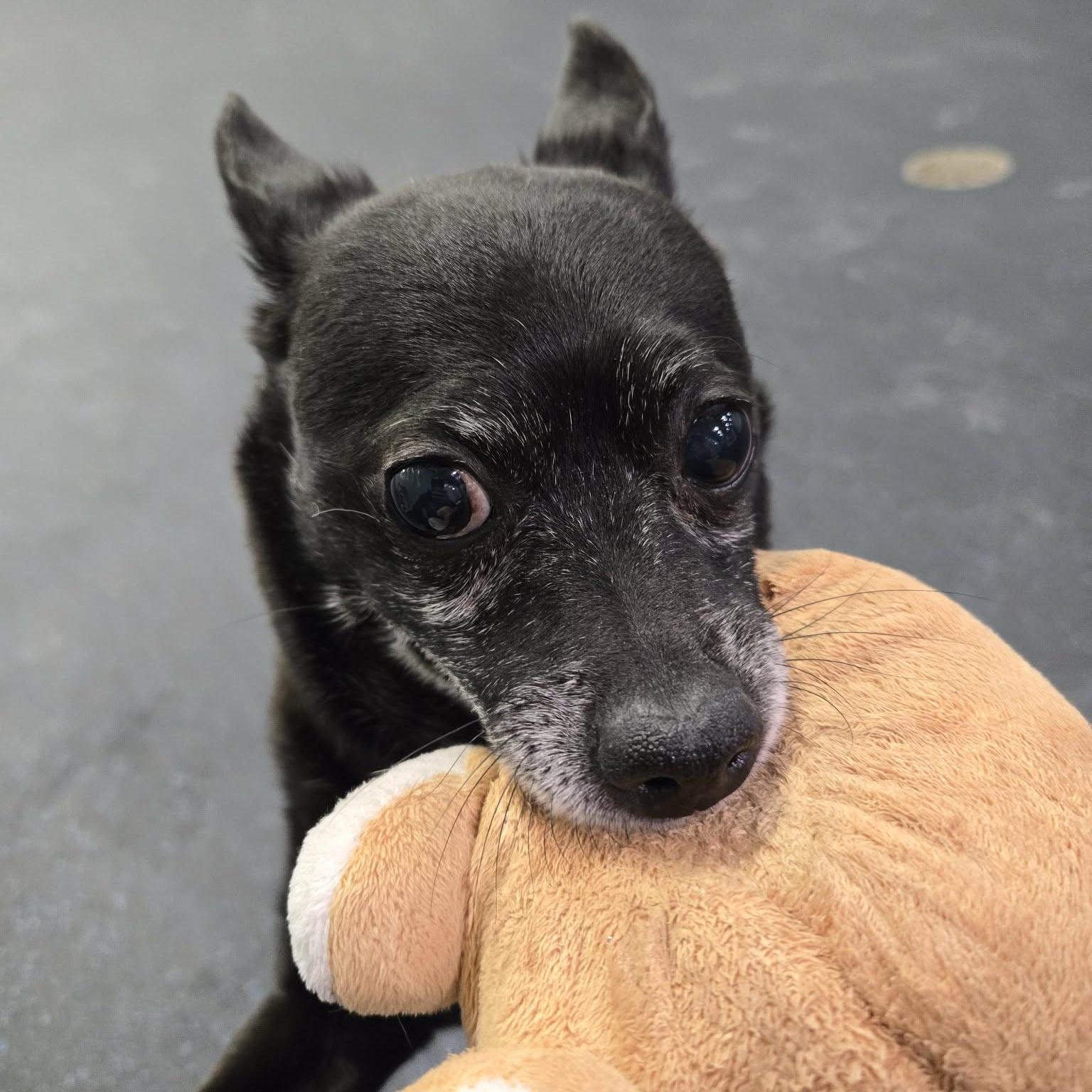 Enlarge Kylow, a ADOPTABLE Chihuahua in Watertown, WI image 4/5