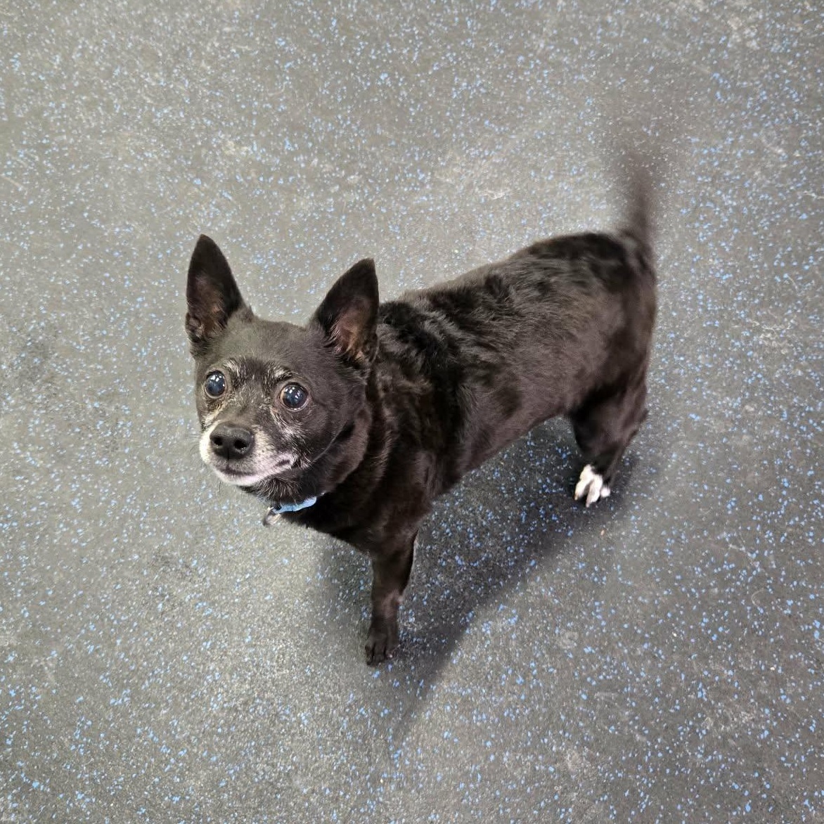 Enlarge Kylow, a ADOPTABLE Chihuahua in Watertown, WI image 5/5