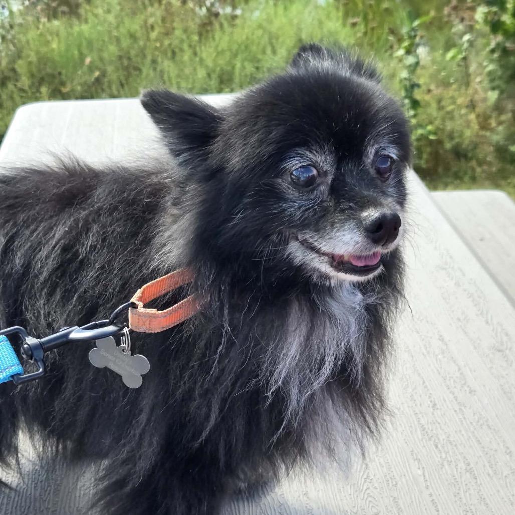 Foxanne, Adoptable, Senior Female Pomeranian.