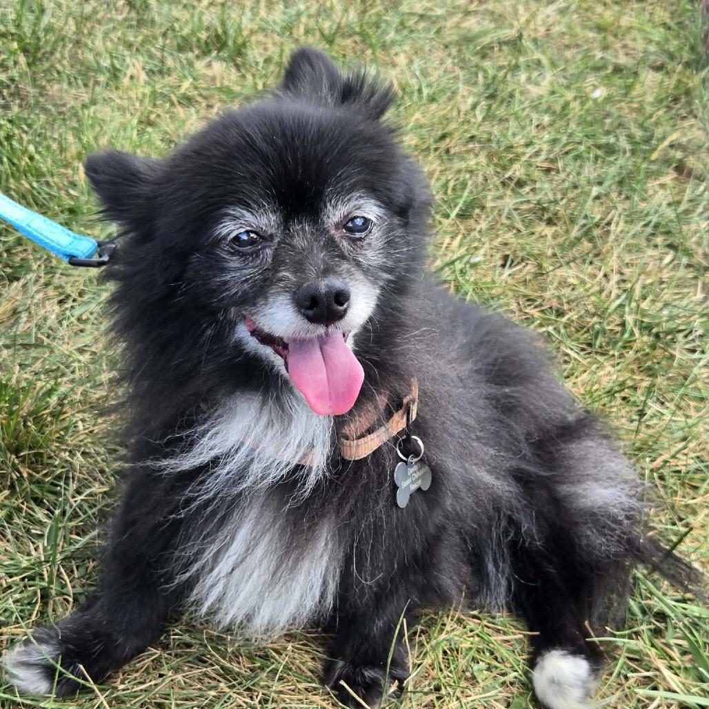 Enlarge Foxanne, a Adoptable Pomeranian in Hudson, IL image 2/5