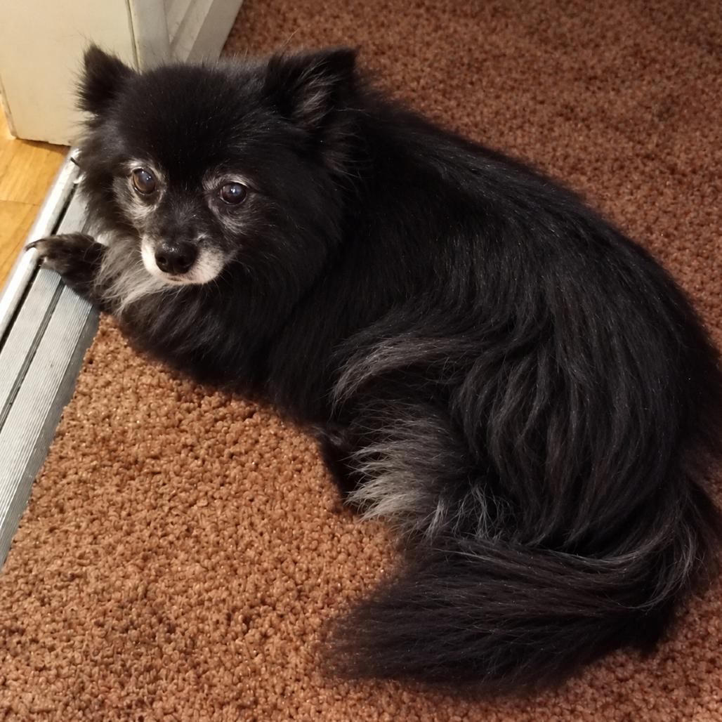 Foxanne, Adoptable, Senior Female Pomeranian.