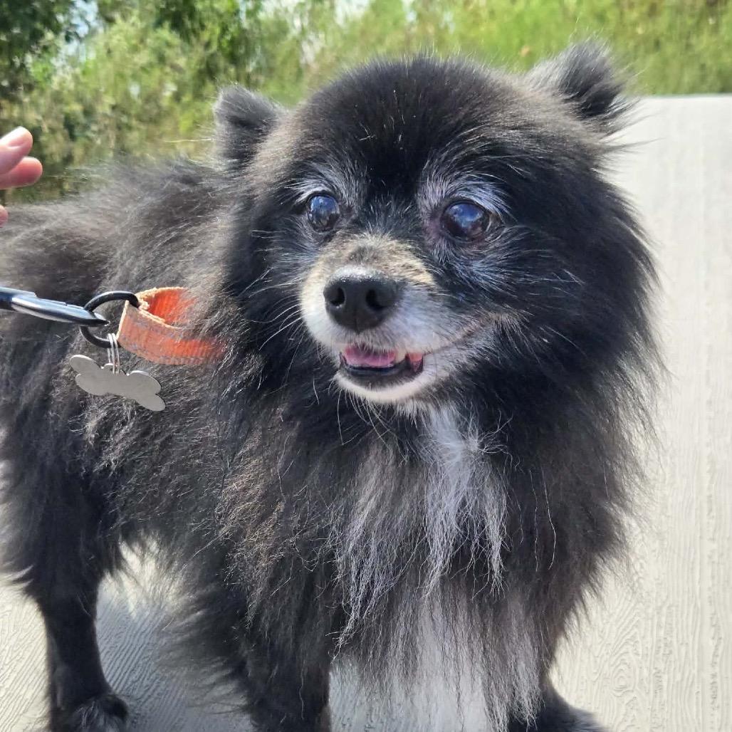 Enlarge Foxanne, a Adoptable Pomeranian in Hudson, IL image 4/5