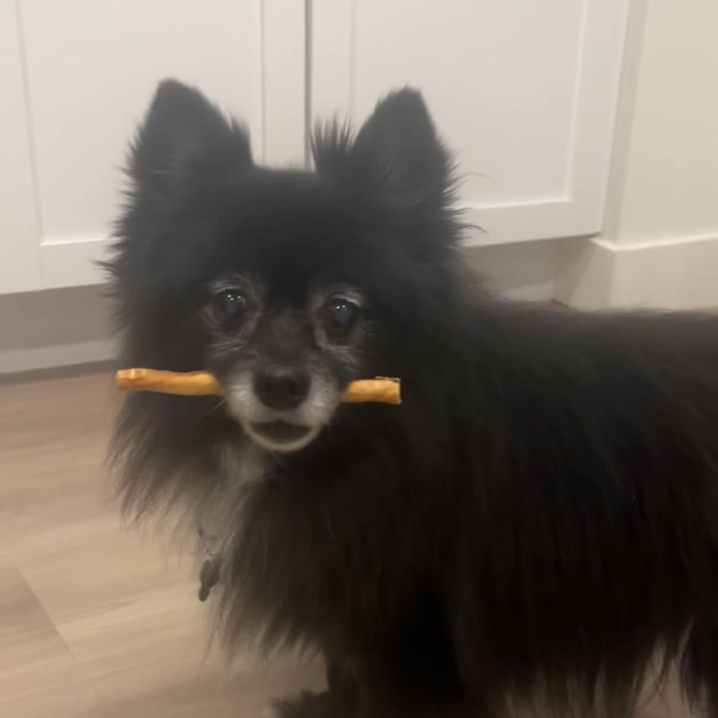 Enlarge Foxanne, a Adoptable Pomeranian in Hudson, IL image 5/5