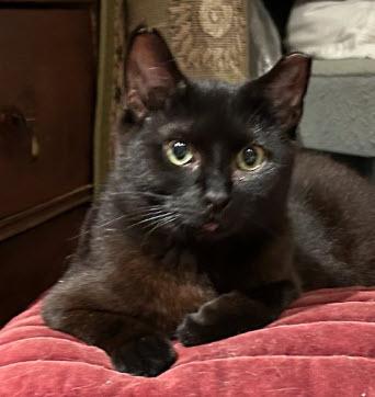 Elvira Beacon - must adopt with Scraps, Adoptable, Young Female Domestic Short Hair & Domestic Short Hair.