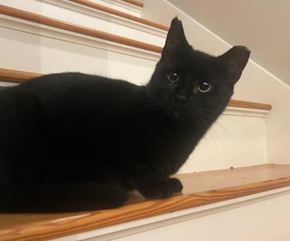 Enlarge Elvira Beacon - must adopt with Scraps, a Adoptable Domestic Short Hair in Hudson, MA image 2/3