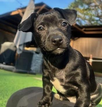 Enlarge Sharpie, an adopted mixed breed in Cumming, GA image 1/5