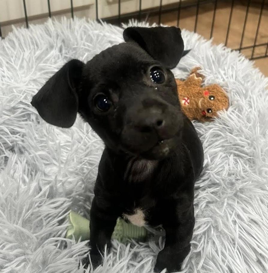 Enlarge Sharpie, a ADOPTABLE mixed breed in Cumming, GA image 1/1