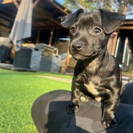 Enlarge Sharpie, an adopted mixed breed in Cumming, GA image 2/5