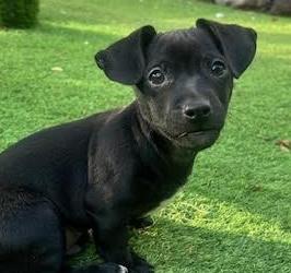 Enlarge Sharpie, an adopted mixed breed in Cumming, GA image 4/5