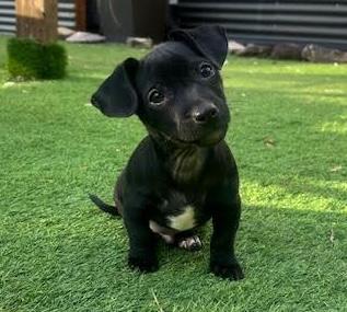 Enlarge Sharpie, an adopted mixed breed in Cumming, GA image 3/5