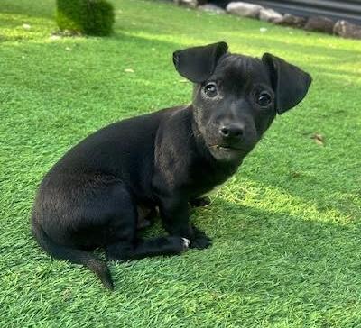 Enlarge Sharpie, an adopted mixed breed in Cumming, GA image 5/5