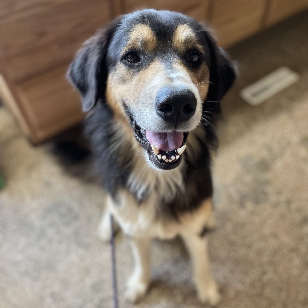 Enlarge bernie, a Adoptable mixed breed in Stilwell, OK image 1/2