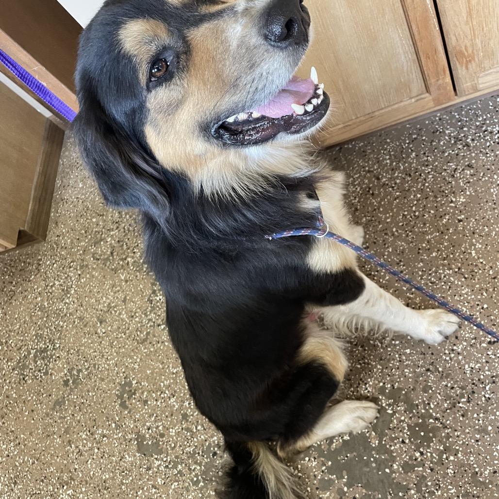 Enlarge bernie, a Adoptable mixed breed in Stilwell, OK image 2/2