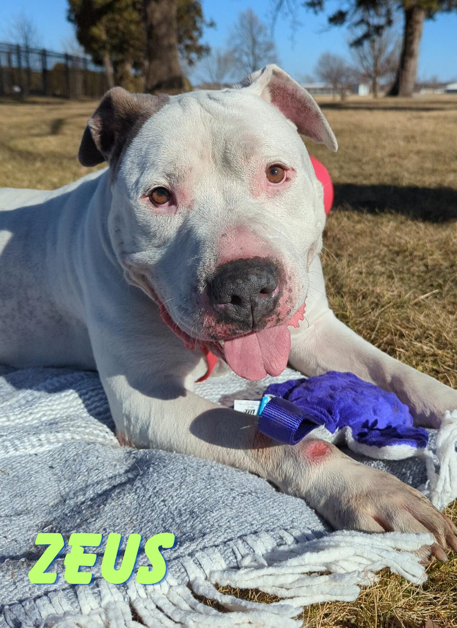 Enlarge Zeus, a Adoptable mixed breed in Valparaiso, IN image 1/6