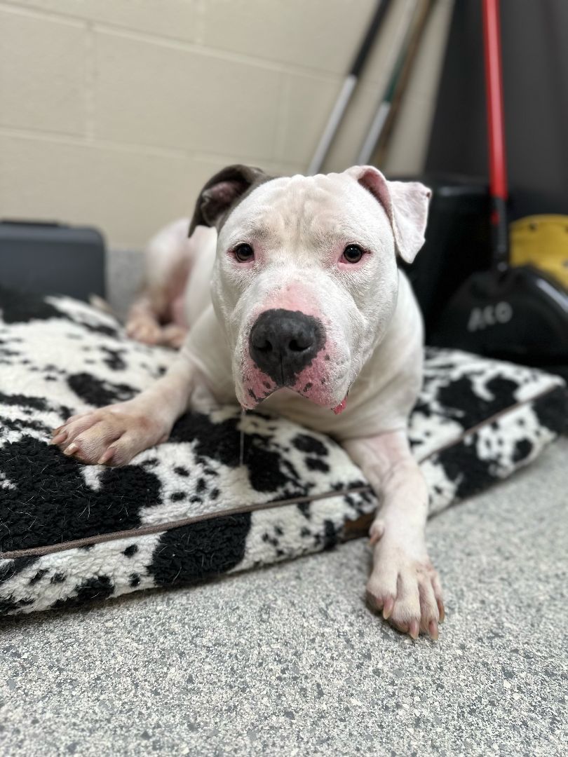 Zeus, a Adoptable Dogo Argentino in Valparaiso, IN image 3/4
