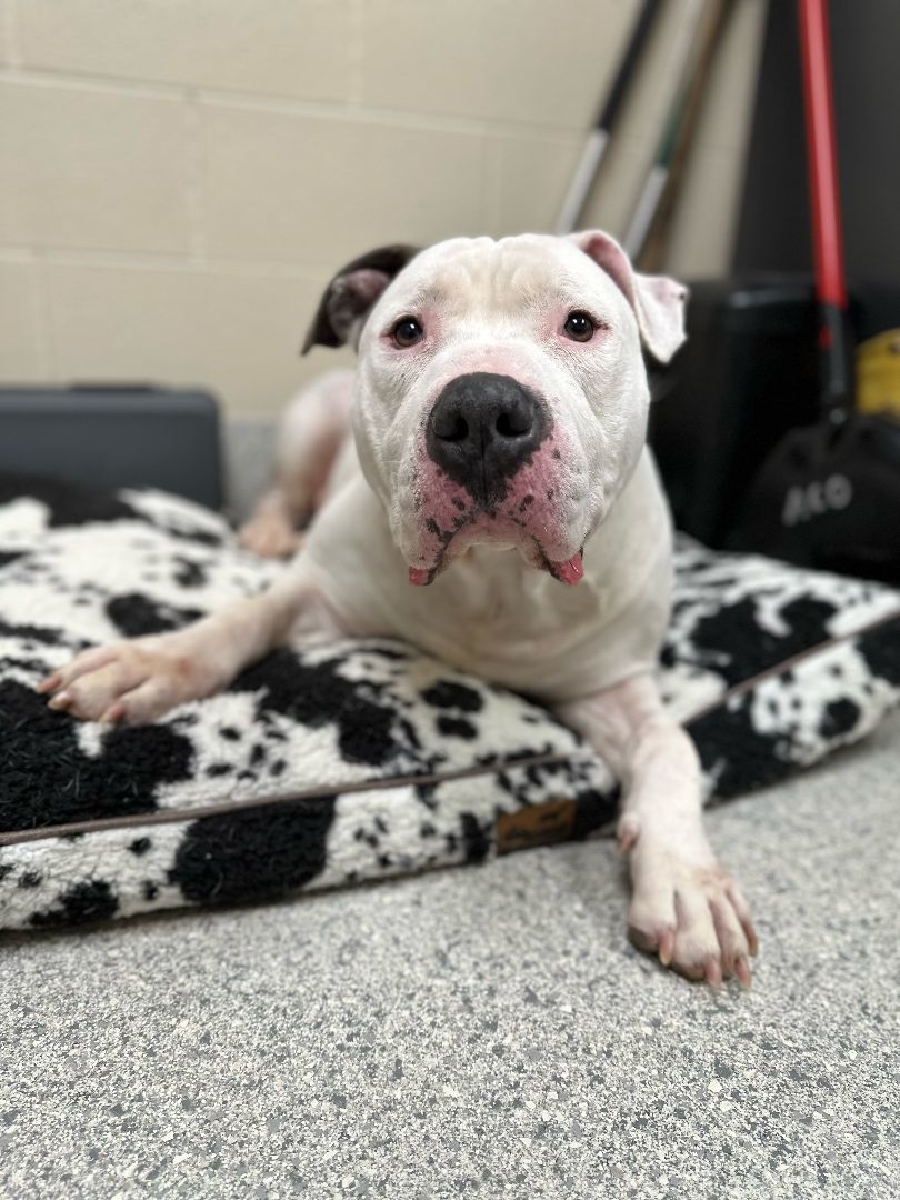 Zeus, a Adoptable Dogo Argentino in Valparaiso, IN image 2/4