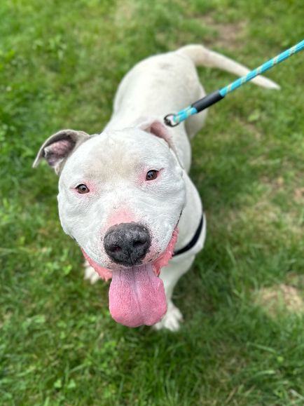 Zeus, a Adoptable Dogo Argentino in Valparaiso, IN image 4/4