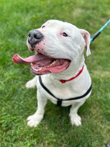 Zeus, Adoptable, Adult Male Dogo Argentino.