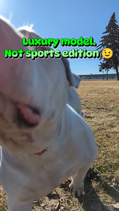 Enlarge Zeus, a Adoptable mixed breed in Valparaiso, IN video 2/6