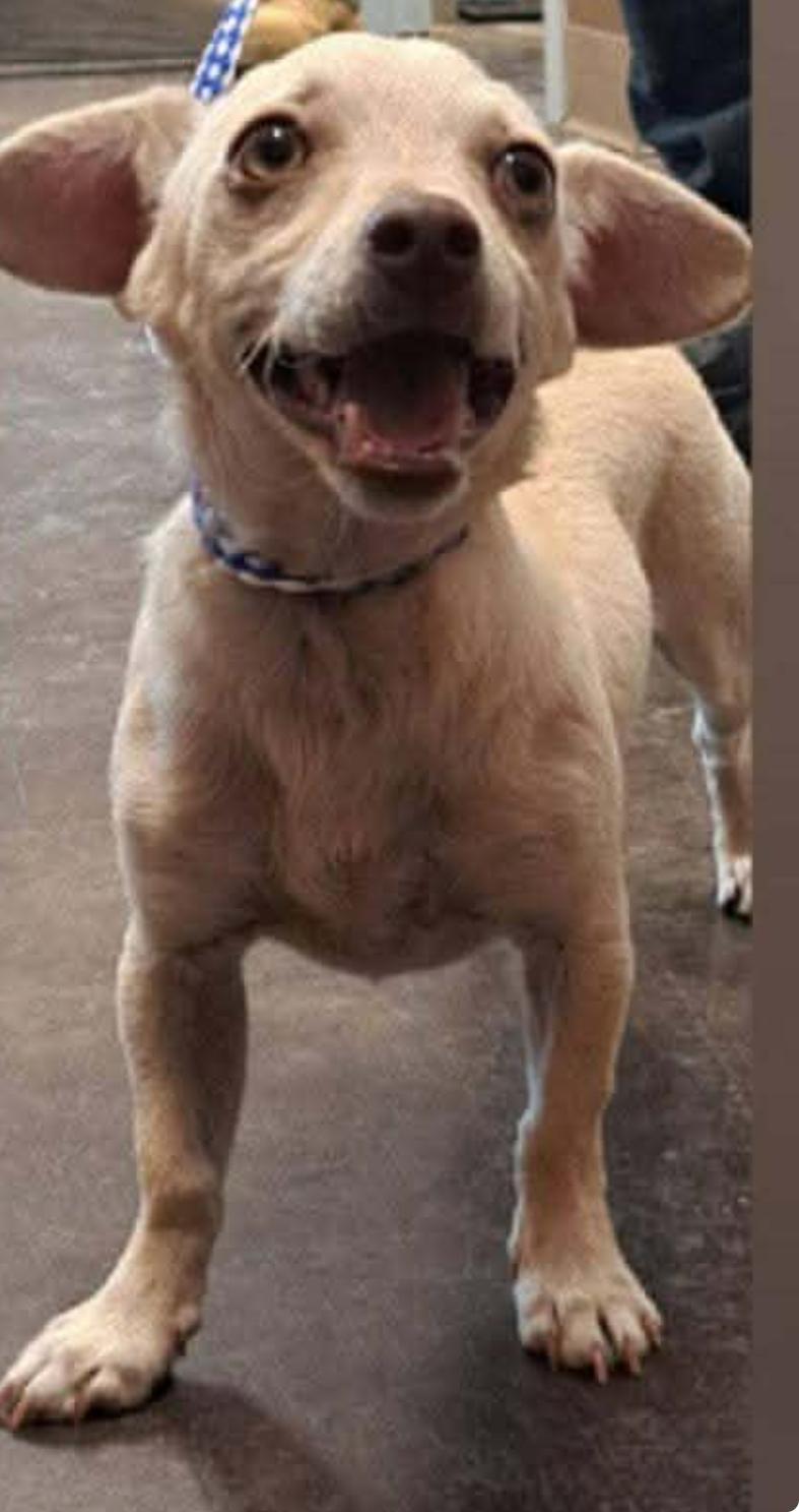 Sandy, Adoptable, Young Female Chihuahua.