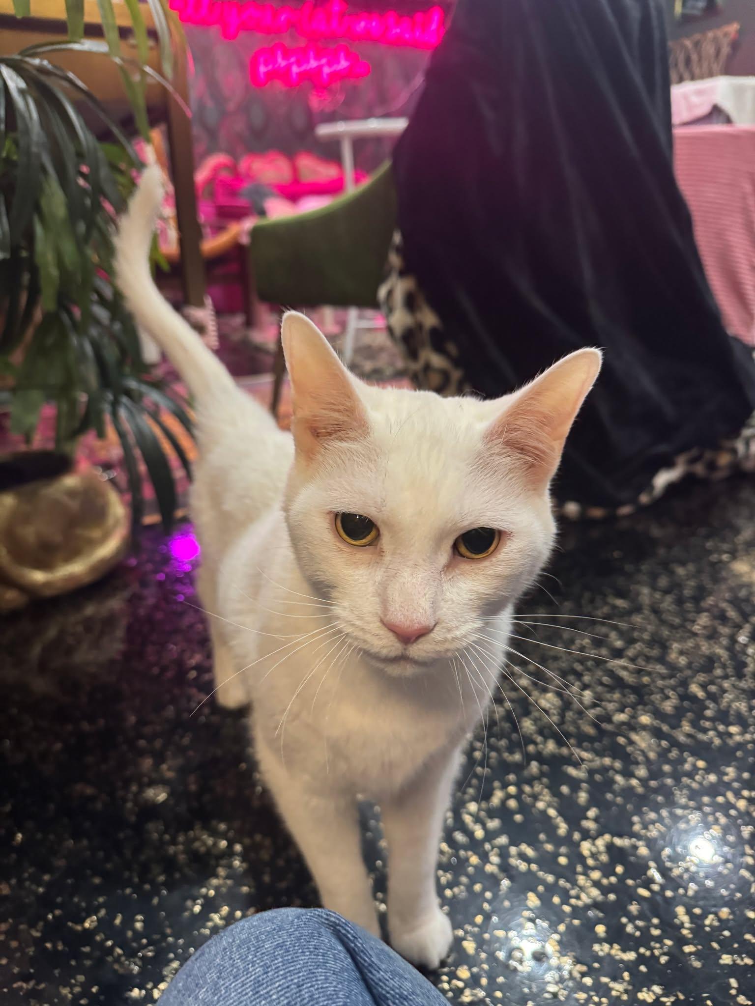 Enlarge Pepe, a Adoptable Domestic Short Hair in Kennebunk , ME image 6/6