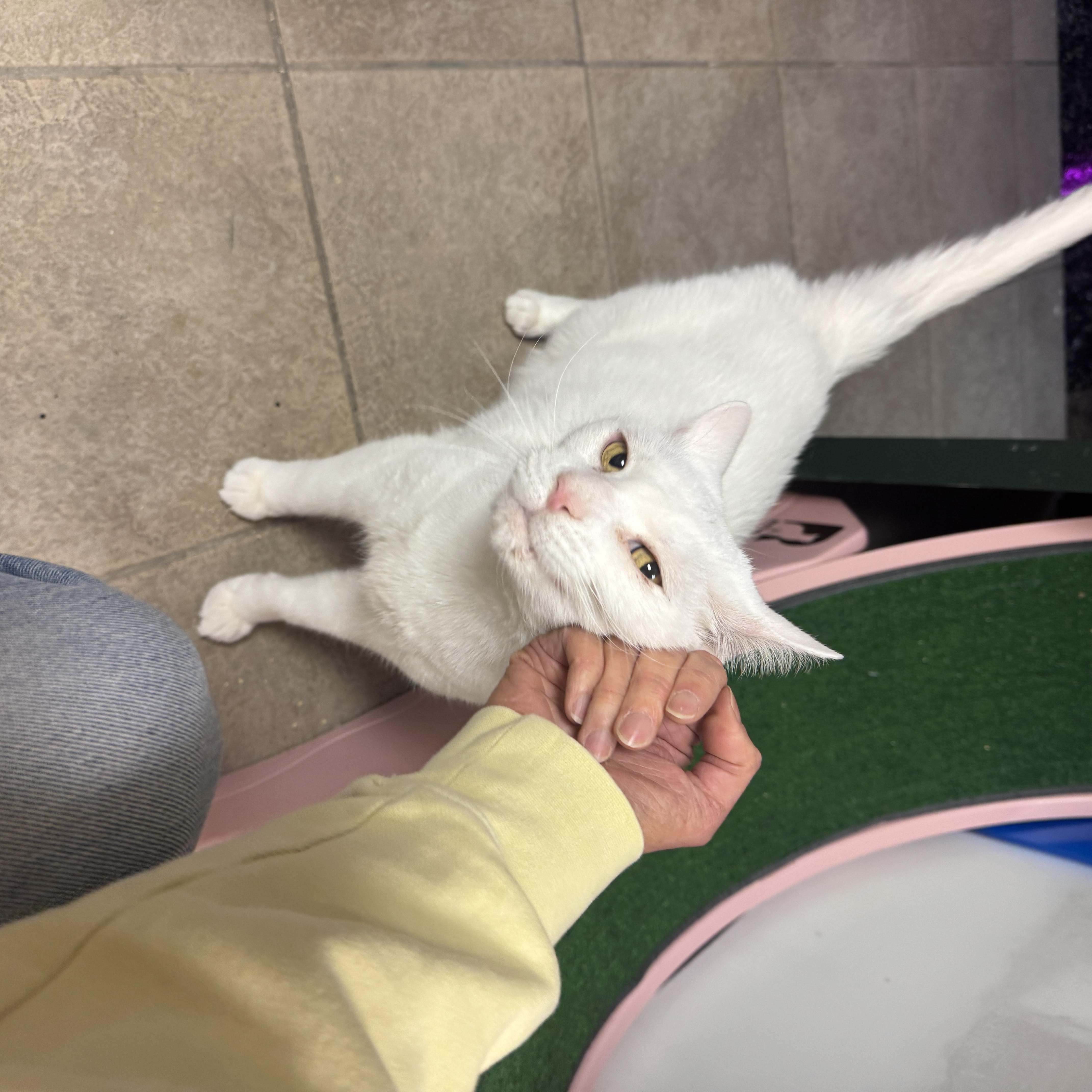 Enlarge Pepe, a Adoptable Domestic Short Hair in Kennebunk , ME image 3/6