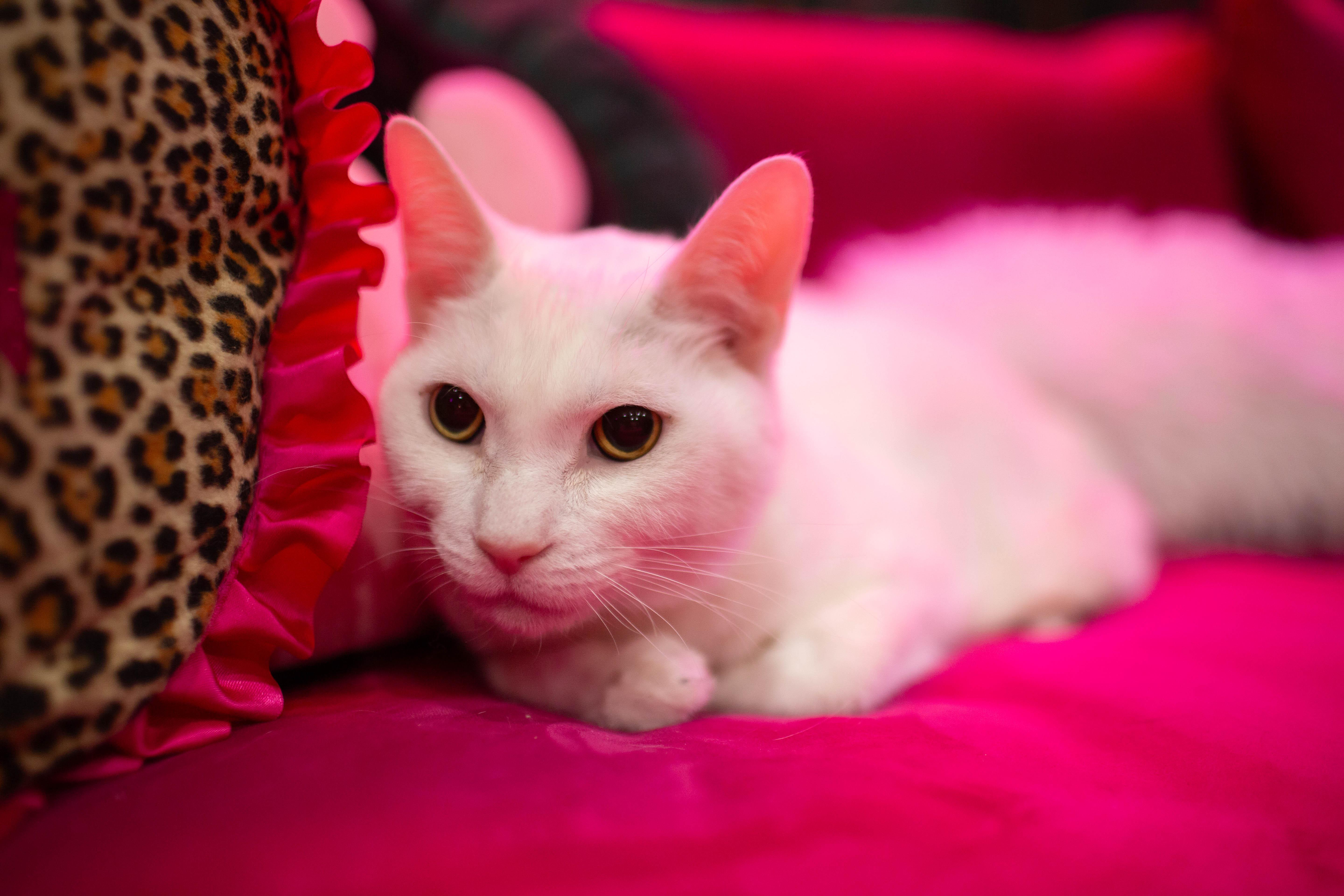 Pepe, Adoptable, Adult Male Domestic Short Hair.