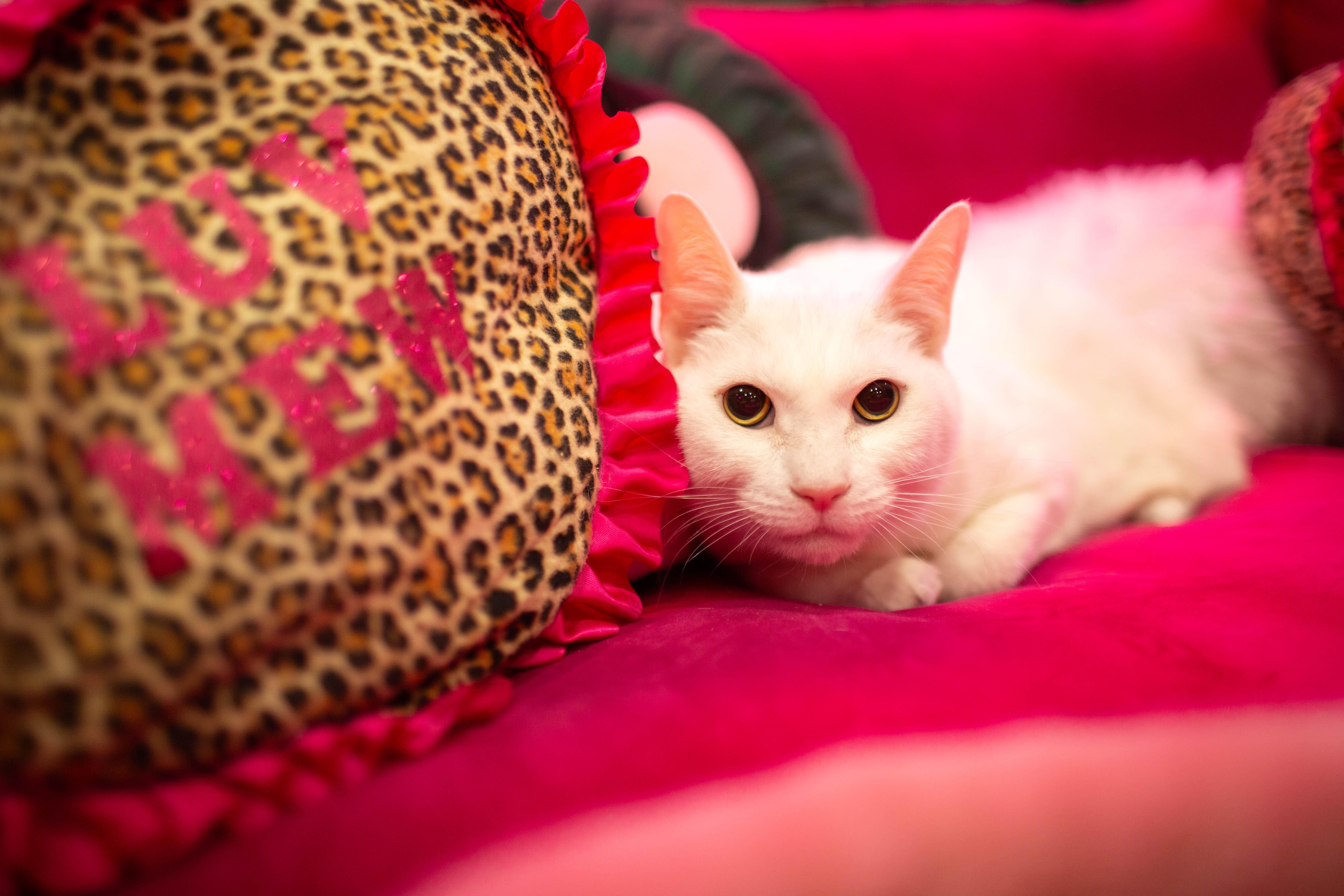 Enlarge Pepe, a Adoptable Domestic Short Hair in Kennebunk , ME image 5/6
