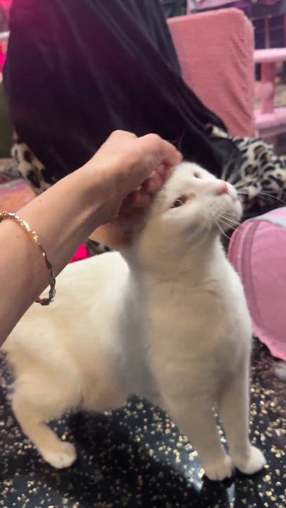 Enlarge Pepe, a Adoptable Domestic Short Hair in Kennebunk , ME video 2/6