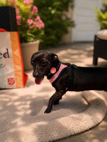 Cookie Clover, a Adoptable Dachshund in Pittsburg, CA image 4/4