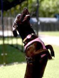 Cookie Clover, Adoptable, Young Female Dachshund.
