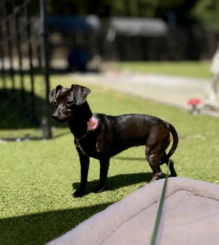 Cookie Clover, a Adoptable Dachshund in Pittsburg, CA image 3/4
