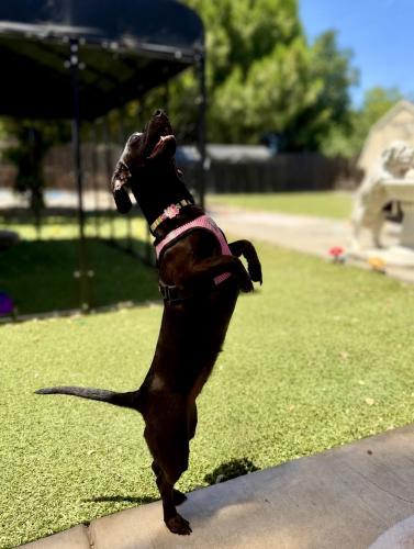Cookie Clover, a Adoptable Dachshund in Pittsburg, CA image 2/4