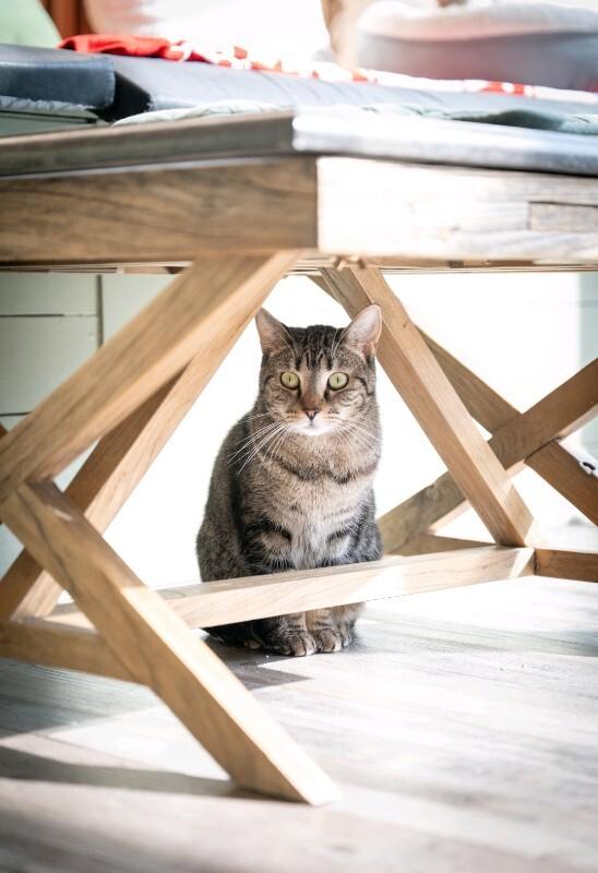 Enlarge Wyndham, a Adoptable Domestic Short Hair in Grand Rapids, MI image 1/4