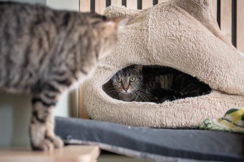 Enlarge Wyndham, a Adoptable Domestic Short Hair in Grand Rapids, MI image 2/4