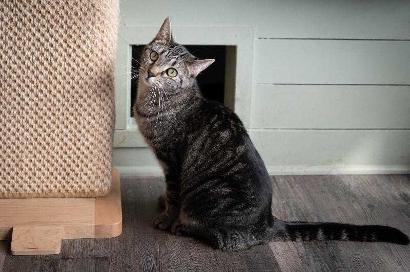 Enlarge Wyndham, a Adoptable Domestic Short Hair in Grand Rapids, MI image 3/4