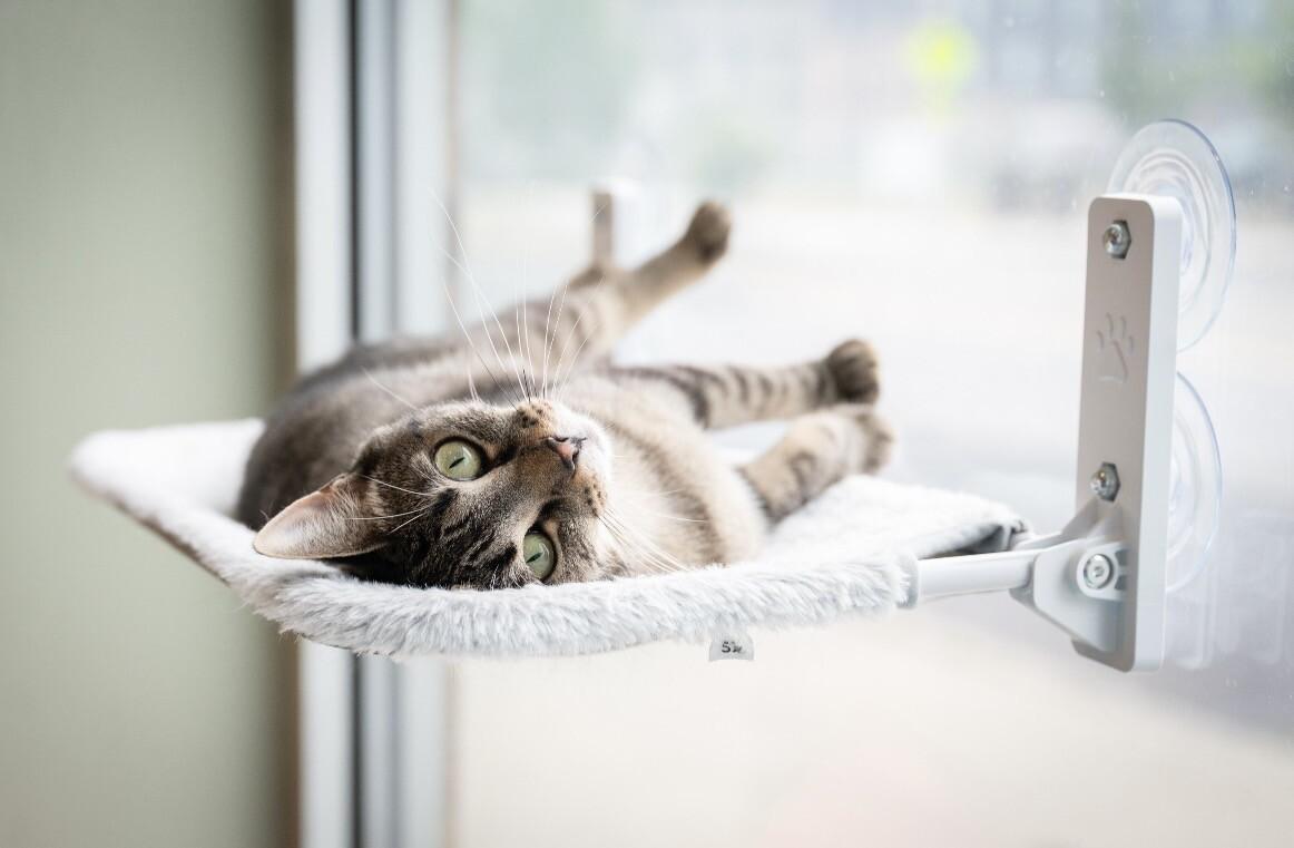 Wyndham, a Adoptable Domestic Short Hair in Grand Rapids, MI image 4/6