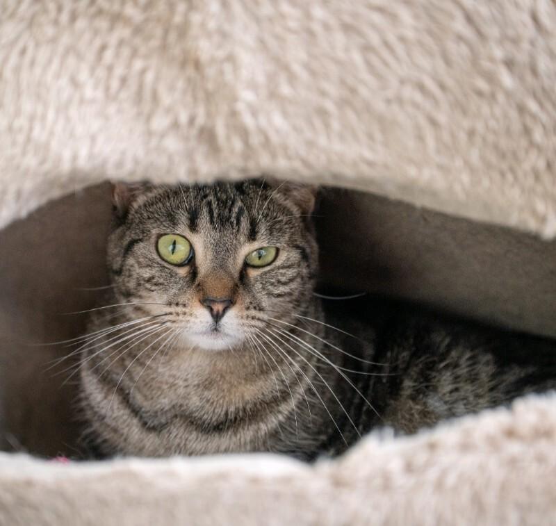 Enlarge Wyndham, a Adoptable Domestic Short Hair in Grand Rapids, MI image 4/4