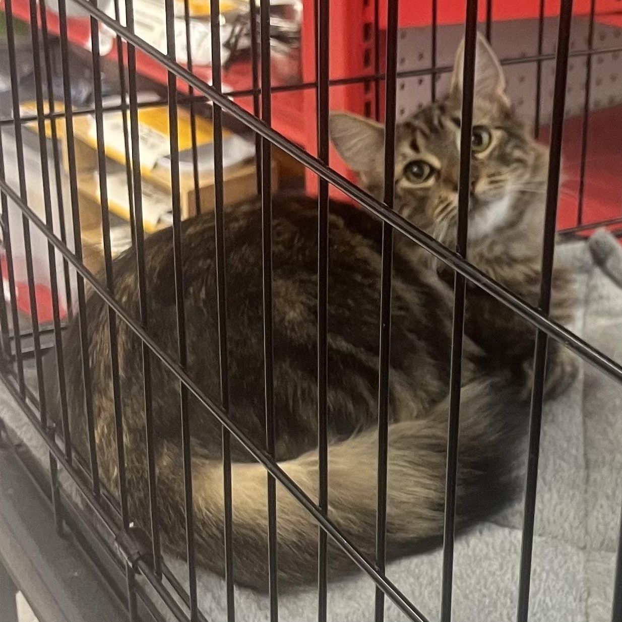 Enlarge Rahda  N., a Adoptable Tabby in Sacramento, CA image 1/1