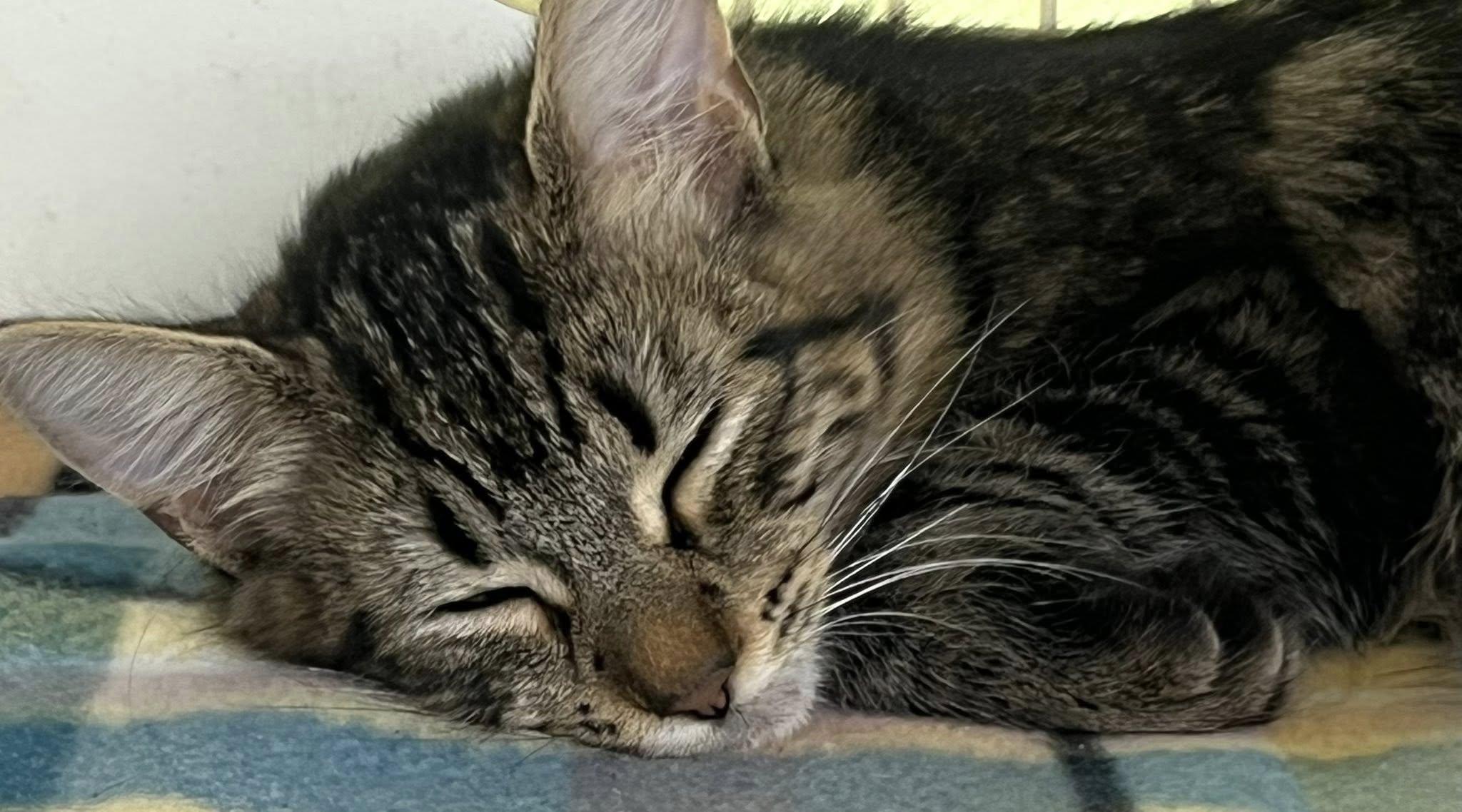 Enlarge Rahda  N., an adoption pending Tabby in Sacramento, CA image 2/2