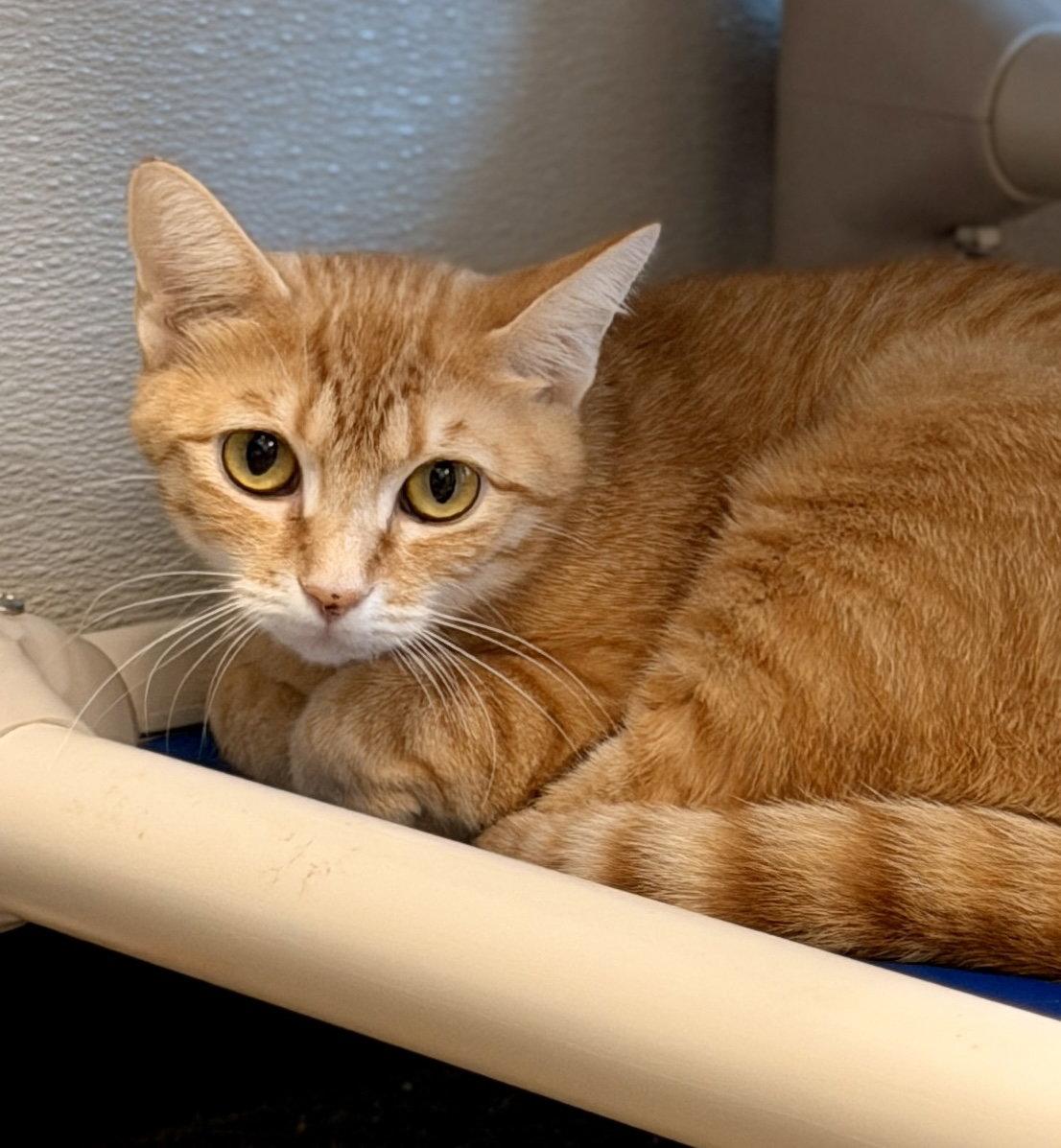 Macadamia, Adoptable, Young Female Domestic Short Hair.