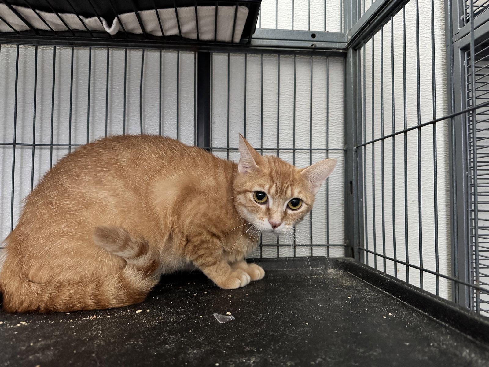Enlarge Macadamia, a Adoptable Domestic Short Hair in Sanford, FL image 2/2