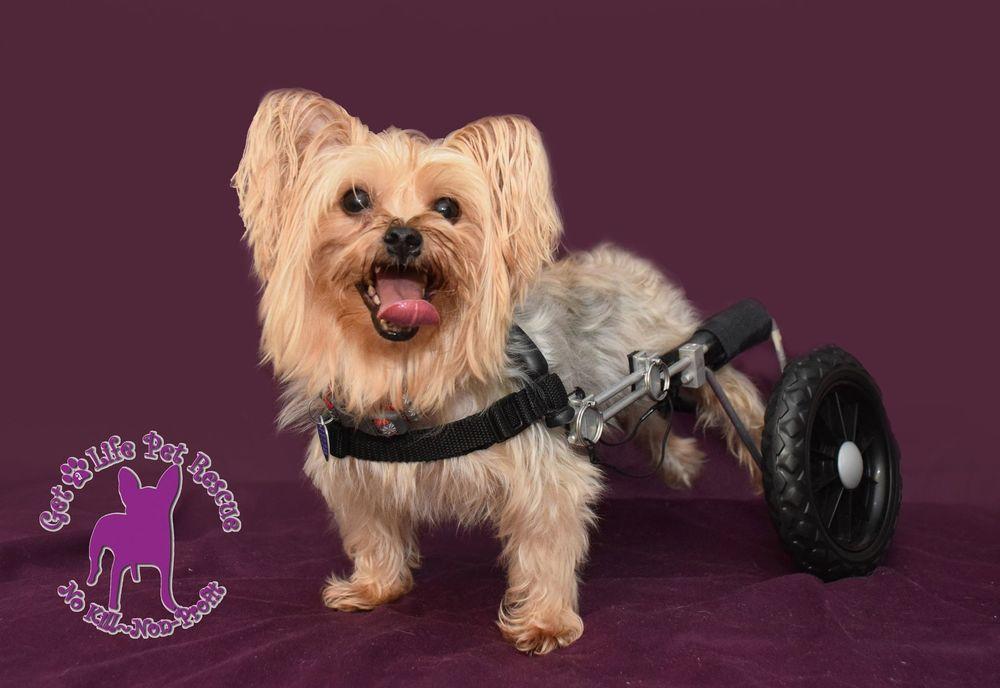 Harrison on Wheels, a Adoptable Yorkshire Terrier in Plantation, FL image 3/6