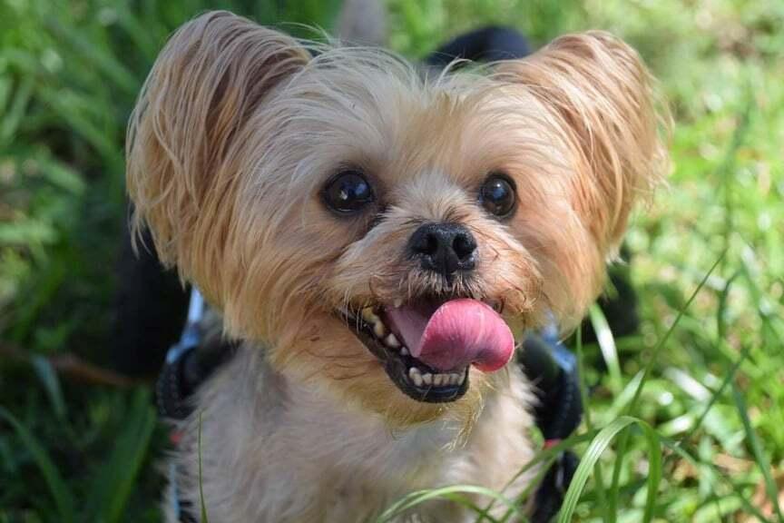 Harrison on Wheels, a Adoptable Yorkshire Terrier in Plantation, FL image 4/6