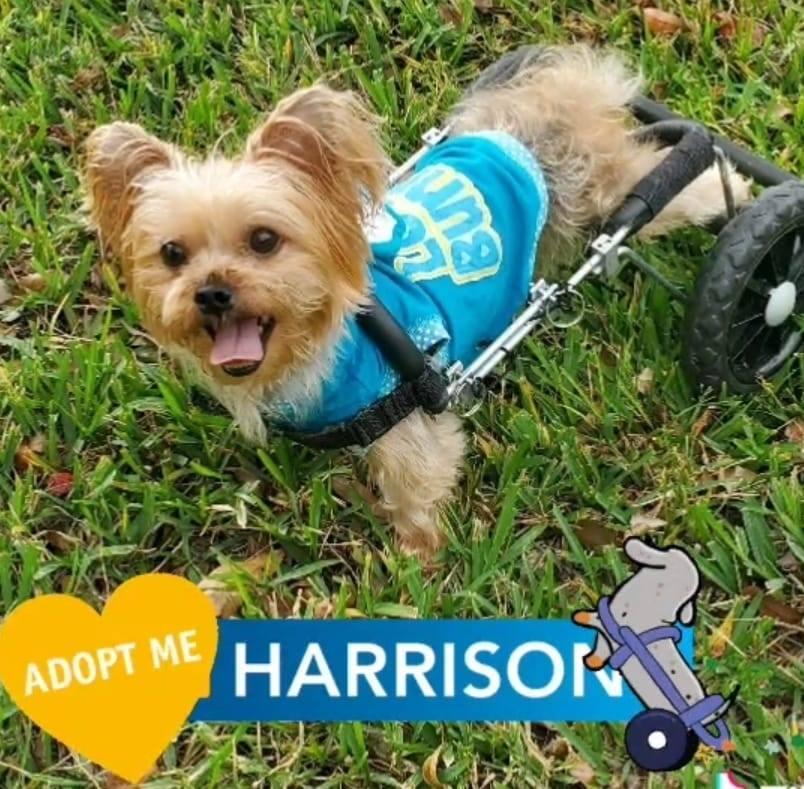 Harrison on Wheels, a Adoptable Yorkshire Terrier in Plantation, FL image 3/6