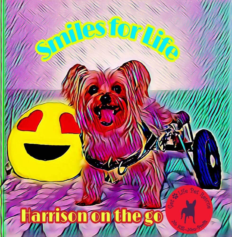 Harrison on Wheels, a Adoptable Yorkshire Terrier in Plantation, FL image 5/6